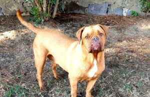 Canile di Cagliari, prosegue la campagna di sensibilizzazione