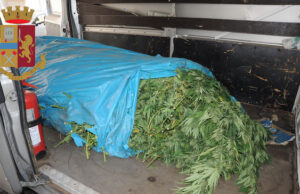 Nuoro, 90 chili di marijuana tra i cespugli