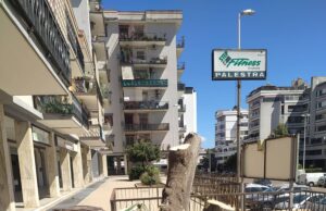 Genneruxi, abbattuto un “Albero di Giuda” | Nuova polemica sul verde