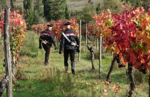 Senorbì, 81 enne sorpreso a rubare 17 chili di uva da una vigna