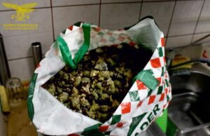 Tredici chili di murici pescati illegalmente, sanzionato ristoratore