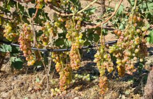 Coldiretti Nord Sardegna: la grandinata del 28 agosto costa l’80% dell’uva