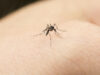 West Nile, salgono a 16 i casi nell’Oristanese: due nuovi contagi