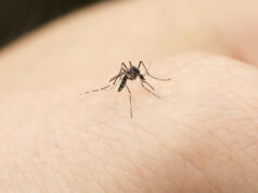 Oristano, confermato un caso di West Nile | L’Asl: “Alzare l’attenzione”