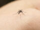 Oristano, confermato un caso di West Nile | L’Asl: “Alzare l’attenzione”