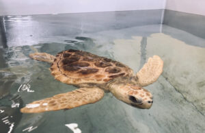 Stintino, la caretta caretta Valentino riacquista la libertà