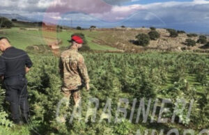 Coltivava 3 mila piante di marijuana, arrestato 55enne a Macomer