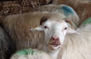 In Ogliastra dopo due anni torna l’incubo lingua blu: 121 capi infetti