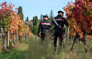 Rubano 700 chili d’uva alla proprietaria 85enne, due denunce a Nuxis