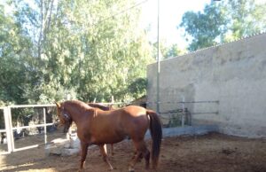 Fieracavalli, a Verona tornano le razze autoctone della Sardegna