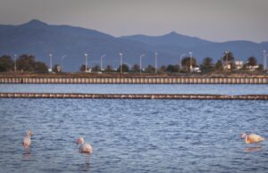 Molentargius, Milia: “Il Parco va tutelato, la Regione ci ascolti”