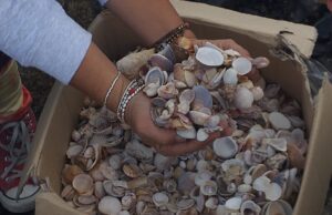 Villasimius, ripristinati quasi 900 chili di sabbia, pietre e conchiglie