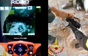 Cagnolino cade in un pozzetto a Porto Torres, salvato dai Vigili del fuoco