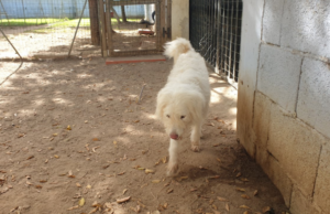 Amanda cerca casa: è adottabile al canile comunale di Cagliari