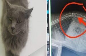 Gatto colpito a fucilate ad Assemini, il proprietario: “Cerco testimoni”