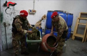 Operazione antidroga nell’Oristanese, sequestrati 250 kg di cannabis