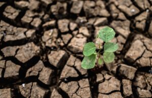 Il Wwf rilancia l’allarme siccità in Sardegna