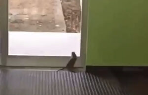 Topi, blatte e crepe a scuola | Protesta di studenti e genitori a Monserrato