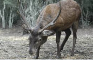 Malattia emorragica del Cervo, allarme rosso in Sardegna