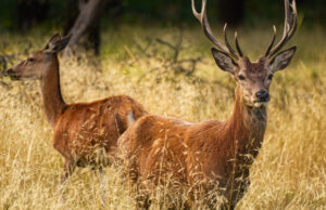 Virus dell’Ehd, Lai (Pd): “Subito unità di crisi nazionale”