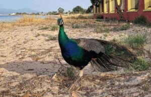 Abbattimento animali a Monte Urpinu, Polastri: “Necessario per evitare l’aviaria”