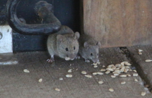 Topi in due scuole a Cagliari, Truzzu le chiude per pubblica sicurezza