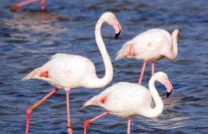 L’aviaria arriva anche a Oristano: positivo fenicottero morto