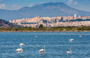 Influenza aviaria, rischio anche a Molentargius? Scatta l’allarme