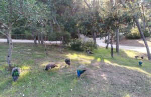 Monte Urpinu, rientra l’emergenza aviaria: da domani riapre il parco