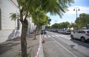 Viale Buon Cammino: otto “Jacaranda” pericolanti