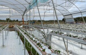 Maltempo, Coldiretti Sardegna: serre scoperchiate e alberi spezzati