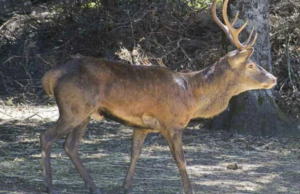 Malattia del Cervo, la Sardegna attiva task force e risorse per le aziende