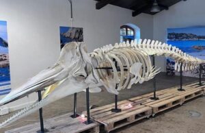 Caprera, esposto lo scheletro del capodoglio morto per la plastica ingerita