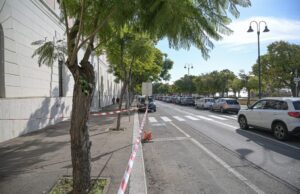Viale Buoncammino, messa in sicurezza di otto Jacarande