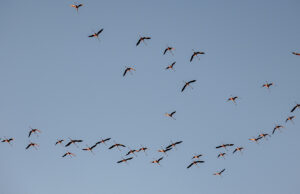 Spaventava i fenicotteri con il drone: una denuncia a Marrubiu