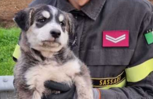 Telti, cagnolino salvato dai Vigili del Fuoco tra le rocce