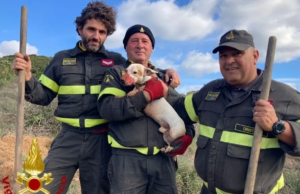 Cucciolo rimane intrappolato in una tana: salvo grazie ai Vigili del Fuoco