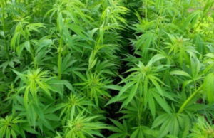 Talana, scoperti 60 kg di marijuana in campagna