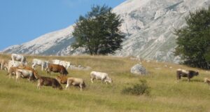 Dermatite bovina, gli allevatori esultano: Tar blocca abbattimento indiscriminato