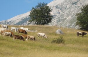 Dermatite bovina, gli allevatori esultano: Tar blocca abbattimento indiscriminato