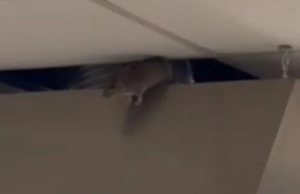 Cagliari, gruppo di topi al Businco: chiusi bar e cappella