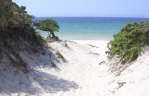 Con fuoristrada sulle dune di Maria Pia, rischiano fino a mille euro di multa