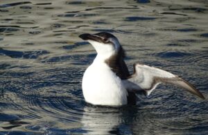 Avvistata gazza marina, è la prima volta in Sardegna
