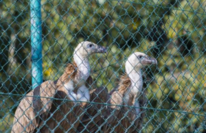Libere due femmine di grifone: ora volano felici nei cieli della Sardegna