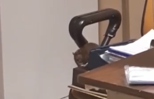 “Il topo si sta mangiando la sedia” | Al Businco è emergenza ratti (Video)
