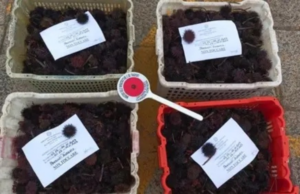 Quartu, duemila ricci sequestrati dalla Guardia Costiera