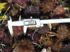 Vende ricci “troppo piccoli”: super multa ad un commerciante del Poetto