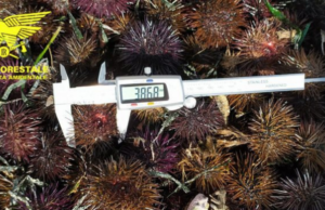 Vende ricci “troppo piccoli”: super multa ad un commerciante del Poetto