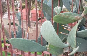 Siringhe infilzate nei fichi d’india e rifiuti: l’inferno di Is Mirrionis