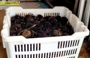 Nora, uomo pesca 400 ricci di mare: fermato dalla Forestale